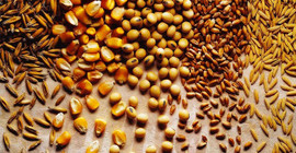 Toprak Mahsulleri Ofisi, 720 bin ton buğday ve arpa ithal etme hazırlığında
