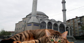 'Kedilere mama vermeyin' diyen imam için görevden alma talebi