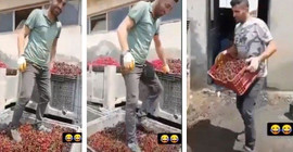 Bir gıda skandalı daha: Meyve suyu yapılacak vişneleri ayakkabıyla ezdiler