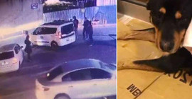 Araçla ezdiği köpeği veterinere götürmek yerine bir saat boyunca izledi; 'Gece' yaşam savaşını kaybetti