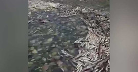 Kahta Çayı'ndaki HES, balıkların ölümüne neden oldu