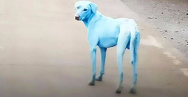 Hindistan'da 'mavi köpek' sırrı çözüldü