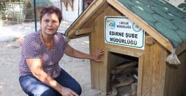 Edirne'de sokak hayvanlarının kulübeleri çalındı