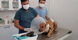 Acil servise gelen köpeğe veteriner doğum yaptırdı