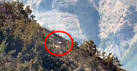 Dersim'de dağ keçileri alevlerden kaçarken görüntülendi