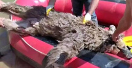 Zap suyuna kapılan ayıyı raftingciler kurtardı