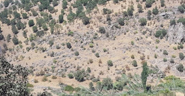 Cudi Dağı'nda korucular asırlık ağaçları kesiyor