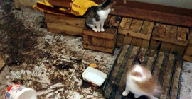 Kedili eve müdahale: Kötü koku üzerine 50 kedi vinçle çıkarıldı