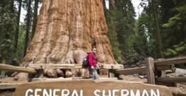 California orman yangınlarında itfaiyeciler dünyanın en büyük ağacı için seferber oldu