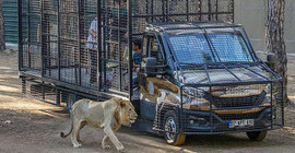 Antalya'da telli kamyonetle yapılan aslan safarisine tepki