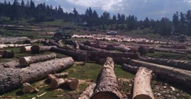 Ardahan yaylalarında ağaç katliamı yapılıyor