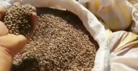 Yanan ormanlar için hazırlanan tohumları çalan hırsızlar yakalandı