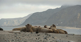 Uzaydan deniz aygırı izlemek için yarım milyon ‘bilim vatandaşı’ aranıyor