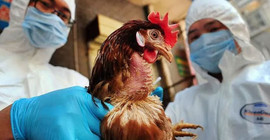 ABD'de bir ilk: Hayvanlarla teması olmayan bir kişide kuş gribi görüldü