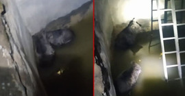 Şemdinli'de sulama havuzuna düşen iki yavru ayı kurtarıldı