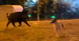 Mahalleye inen yaban domuzu, köpekleri kovaladı