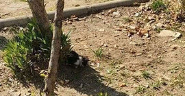 Biri yavru olan iki kedi, ayakları kesilmiş halde ölü bulundu