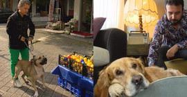 Kadıköy Moda'da köpek tartışması: Tasmasız pitbull, Golden Retriever'a saldırdı