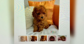Köpek dolandırıcılığına 10 yıl hapis istemi