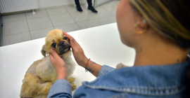 Ölüme terk edilen köpek cinsel saldırıya uğramış