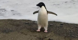 Antarktika'nın kayıp pengueni başka kıtada bulundu