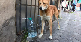 İstanbul'da bir kadın, kedi ve köpeklerin kaplarına çamaşır suyu döktü