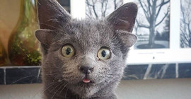 4 kulaklı doğan yavru kedi Midas Instagramın gündemine oturdu