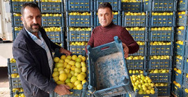 'Limon, konulduğu kasadan; limon suyu da sudan daha ucuz'