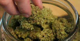 Cannabis Almanya’da yasallaşıyor