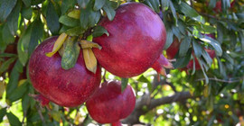 Rusya, Türkiye’den nar ve biber ithalatını yasakladı