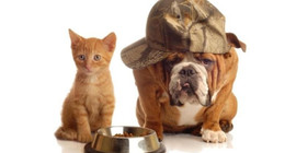 Kedi-köpek mamalarına yüzde 40 oranında zam geldi