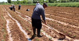 Baş: 4 bin yıldır yetiştirilen buğdayı üretemeyecek duruma geldik