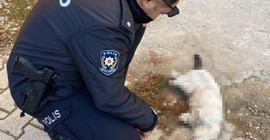 Vahşet: Kayıp kedilerden biri patileri kesilmiş halde ölü bulundu