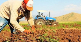 Bakanın 6 lira dediği ürün, piyasada 15 lira: AKP'nin tarım politikaları iflas etti