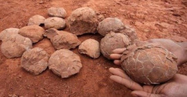 Fosilleşmiş bir dinozor yumurtasının içinde embriyo bulundu