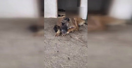 Erdoğan barınakları işaret etmişti, can çekişen köpeğin görüntüsü tepki çekti
