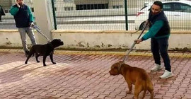 Antep'teki pitbull saldırısına ilişkin 2 kişi daha tutuklandı