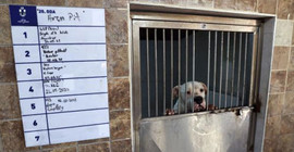 Yasaklı köpek cinslerinin kayıt altına alınması için son tarih belli oldu