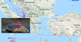 Caretta Tuba 15 bin kilometre yol gitti, 6 milyon kişi izledi