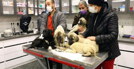 Ankara'da zehirlenmiş şekilde bulunan 9 sokak köpeğinden 4'ü yaşamını yitirdi