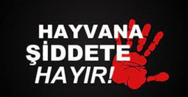 Aracının içinden ateş ederek bir köpeği vuran zanlı yakalandı