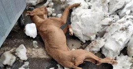 Maraş'ta köpekler donarak can verdi