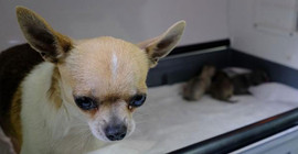 Sivas'ta 'Chihuahua' cinsi köpeğe sezaryen; 3 yavru doğdu