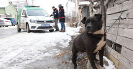 Pitbull ile sokakta yakalandı; 14 bin 982 lira ceza kesildi