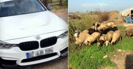 Lüks otomobille hayvan hırsızlığı