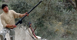 Türkiye'de ilk kez çift kol nakli yapılan kişi, artık zeytin çırpma makinesi kullanıyor