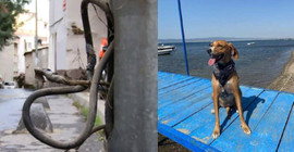 Şişli'de açıkta bırakılan elektrik kabloları köpeği öldürdü