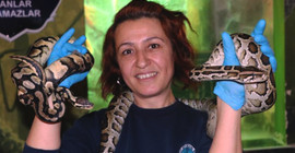 Güvenlik görevlisi olarak başlamıştı, şimdi yılan bakıcısı: Anne şefkati gösteriyorum