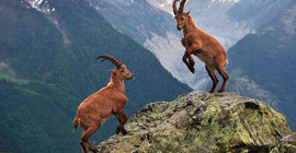 Danıştay, bakanlığın yaban keçisi avı ihalesini oy birliğiyle iptal etti