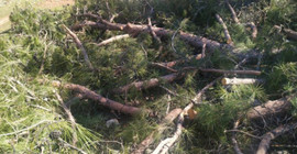 Muğla’da yangından zarar görmemiş ormanlık alanlardaki ağaçlar kesiliyor